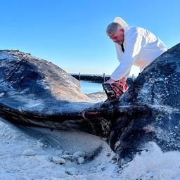 Hörnum: Timo Arp, Schlachter aus Jagel, zerlegt mit einer Motorsäge den Pottwal-Kadaver am Strand. 